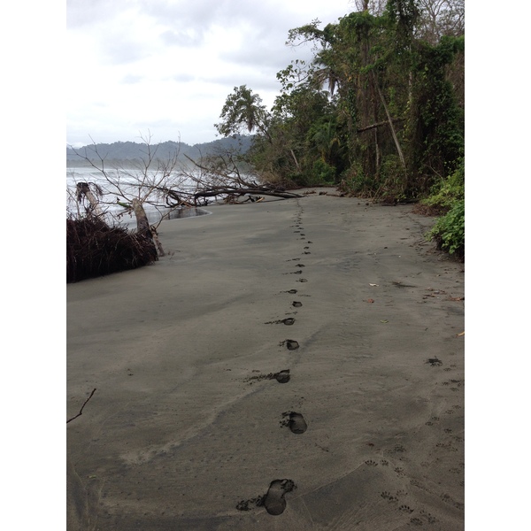 Picture Costa Rica Cahuita 2015-03 144 - Center Cahuita