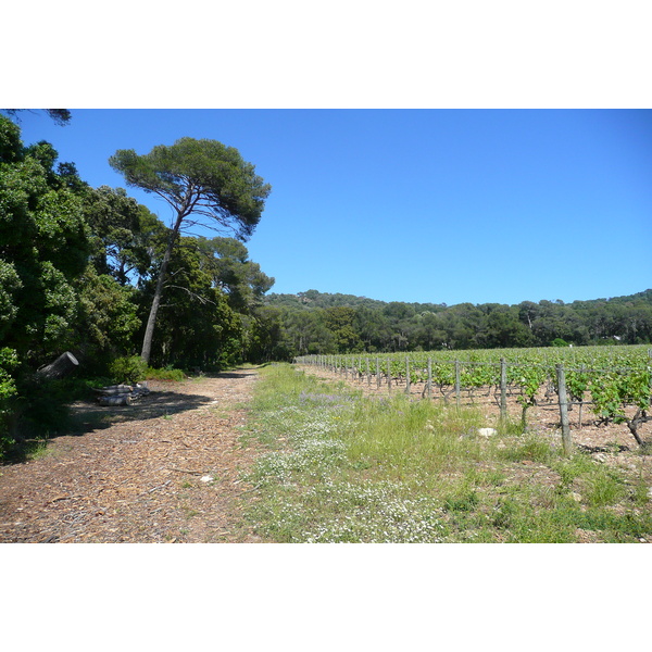 Picture France Porquerolles Island Plaine de la courtade 2008-05 22 - Center Plaine de la courtade