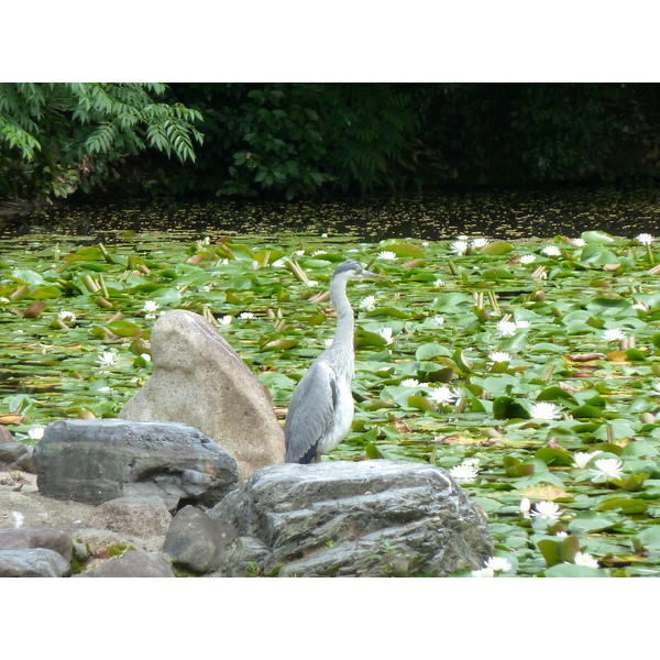 Picture Japan Kyoto Shosei en Garden 2010-06 0 - Around Shosei en Garden