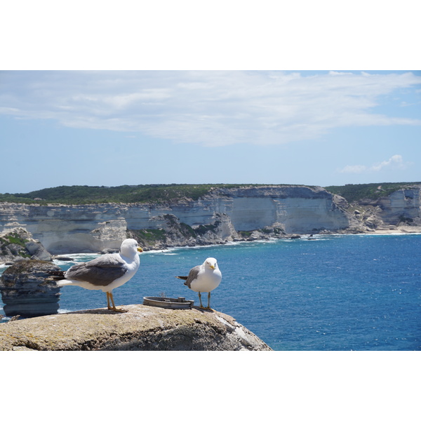 Picture France Corsica Bonifacio 2017-07 53 - Center Bonifacio