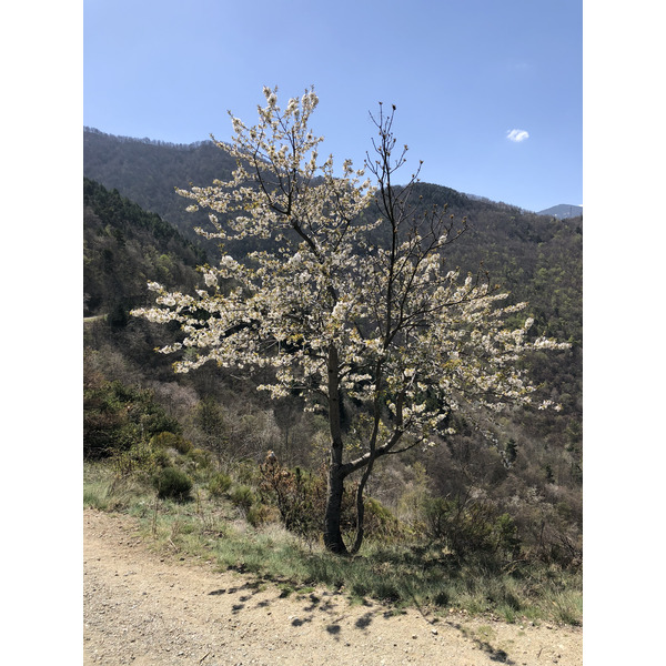 Picture France Abbaye Saint Martin du Canigou 2018-04 23 - Discovery Abbaye Saint Martin du Canigou