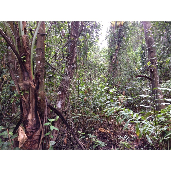 Picture Costa Rica Cahuita 2015-03 52 - Tours Cahuita