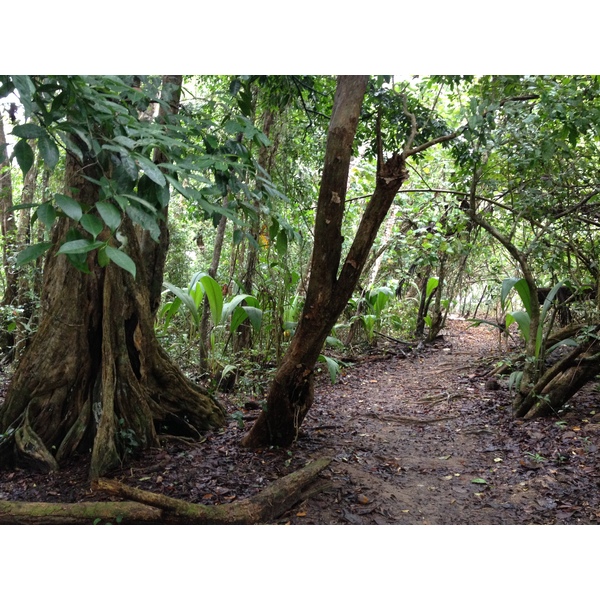 Picture Costa Rica Cahuita 2015-03 250 - Tours Cahuita