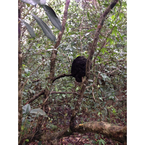 Picture Costa Rica Cahuita 2015-03 251 - Tours Cahuita