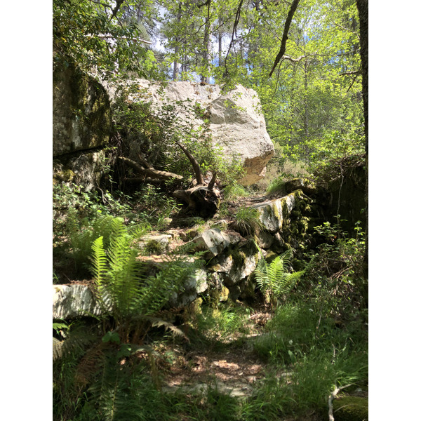 Picture France Corsica Aitone Forest 2021-06 37 - Tours Aitone Forest