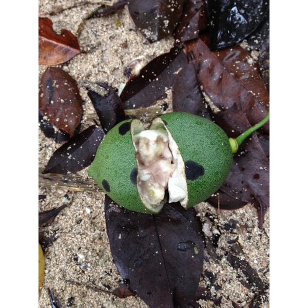 Picture Costa Rica Cahuita 2015-03 31 - Tours Cahuita