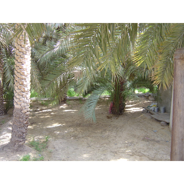 Picture United Arab Emirates Al Ain Al Ain Oasis 2005-03 21 - History Al Ain Oasis