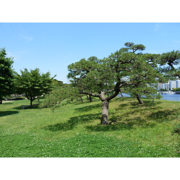 Picture Japan Tokyo Hama rikyu Gardens 2010-06 8 - Discovery Hama rikyu Gardens