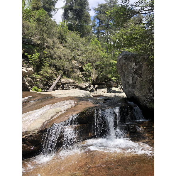 Picture France Corsica Aitone Forest 2021-06 36 - Center Aitone Forest