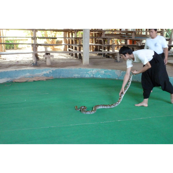 Picture Thailand Chiang Mai Mae Sa Snake Farm 2010-12 87 - Recreation Mae Sa Snake Farm