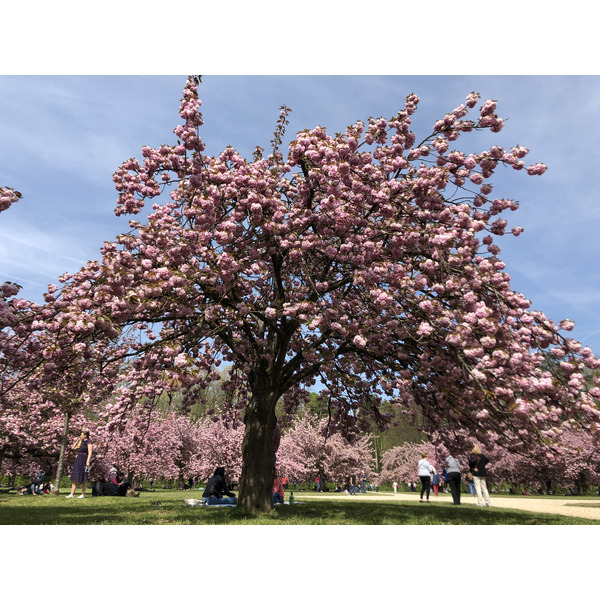 Picture France Parc de Sceaux 2019-04 70 - History Parc de Sceaux