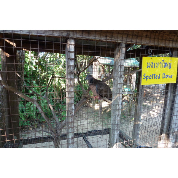 Picture Thailand Chiang Mai Mae Sa Snake Farm 2010-12 14 - Discovery Mae Sa Snake Farm