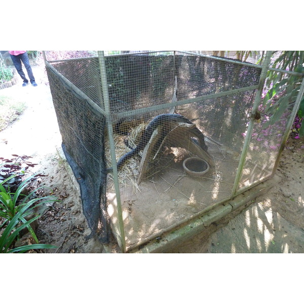 Picture Thailand Chiang Mai Mae Sa Snake Farm 2010-12 48 - Tour Mae Sa Snake Farm