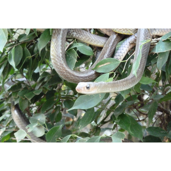 Picture Thailand Chiang Mai Mae Sa Snake Farm 2010-12 61 - Tour Mae Sa Snake Farm