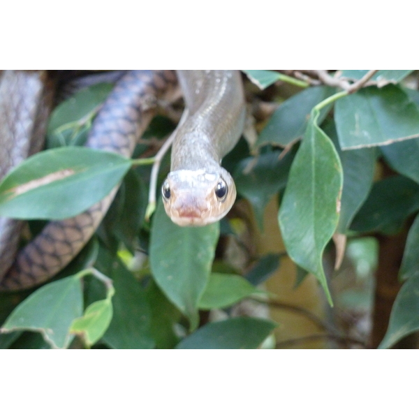 Picture Thailand Chiang Mai Mae Sa Snake Farm 2010-12 69 - Recreation Mae Sa Snake Farm