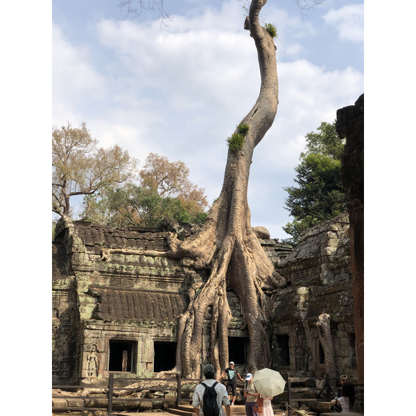 Picture Cambodia Siem Reap Ta Prohm 2023-01 111 - Tours Ta Prohm