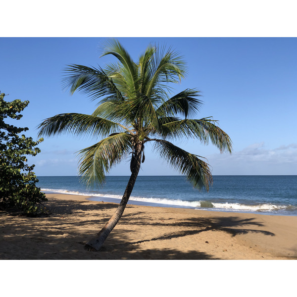 Picture Guadeloupe La Perle Beach 2021-02 129 - Around La Perle Beach