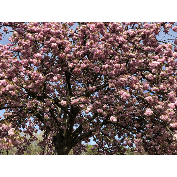 Picture France Parc de Sceaux 2019-04 81 - Tours Parc de Sceaux