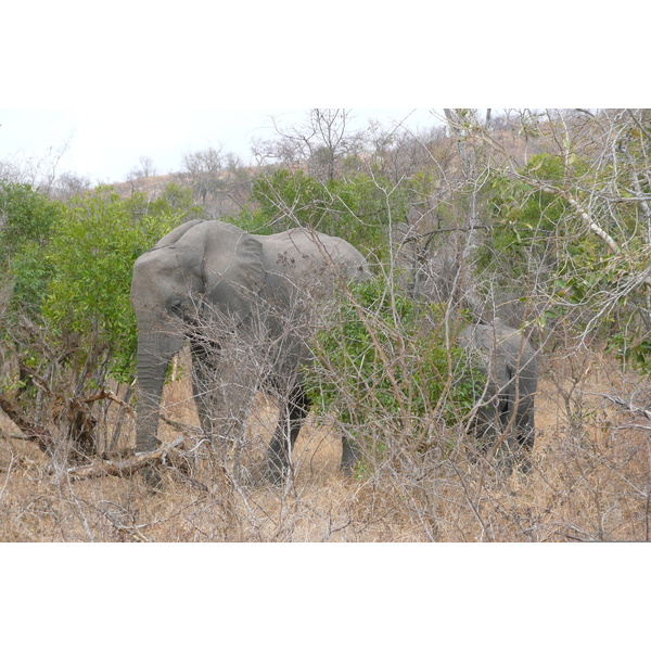 Picture South Africa Kruger National Park 2008-09 68 - Journey Kruger National Park