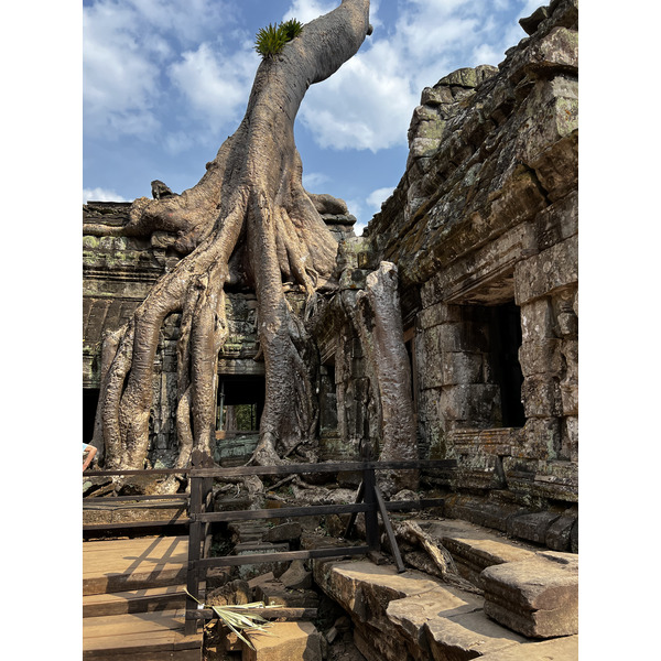 Picture Cambodia Siem Reap Ta Prohm 2023-01 73 - Discovery Ta Prohm