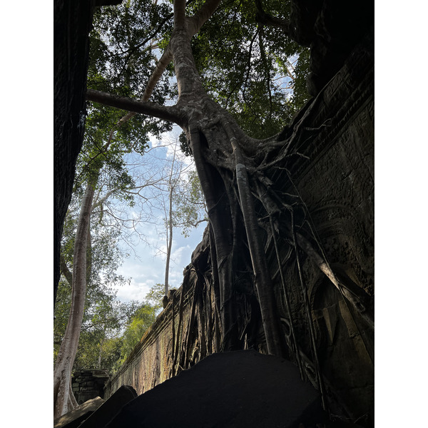 Picture Cambodia Siem Reap Ta Prohm 2023-01 4 - Tours Ta Prohm