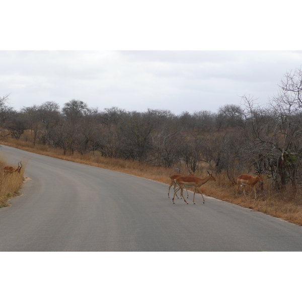 Picture South Africa Kruger National Park 2008-09 50 - History Kruger National Park