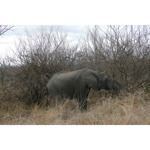 Picture South Africa Kruger National Park 2008-09 96 - History Kruger National Park