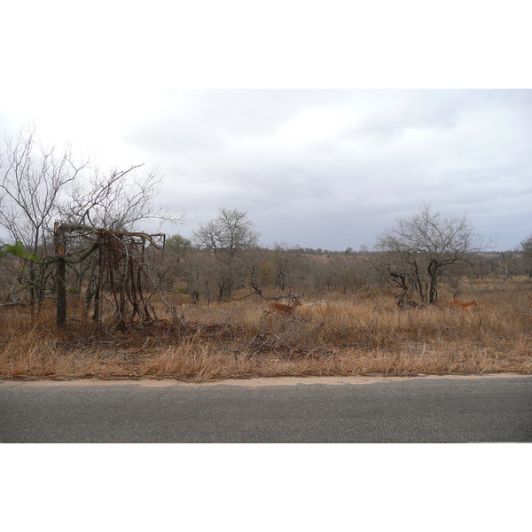 Picture South Africa Kruger National Park 2008-09 53 - Journey Kruger National Park