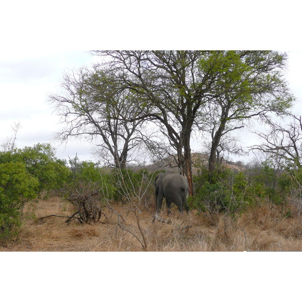 Picture South Africa Kruger National Park 2008-09 88 - History Kruger National Park