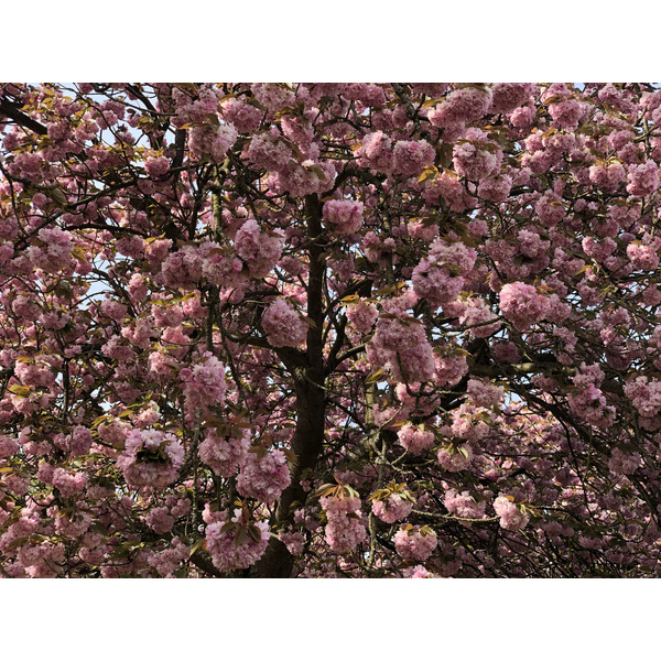 Picture France Parc de Sceaux 2019-04 93 - History Parc de Sceaux