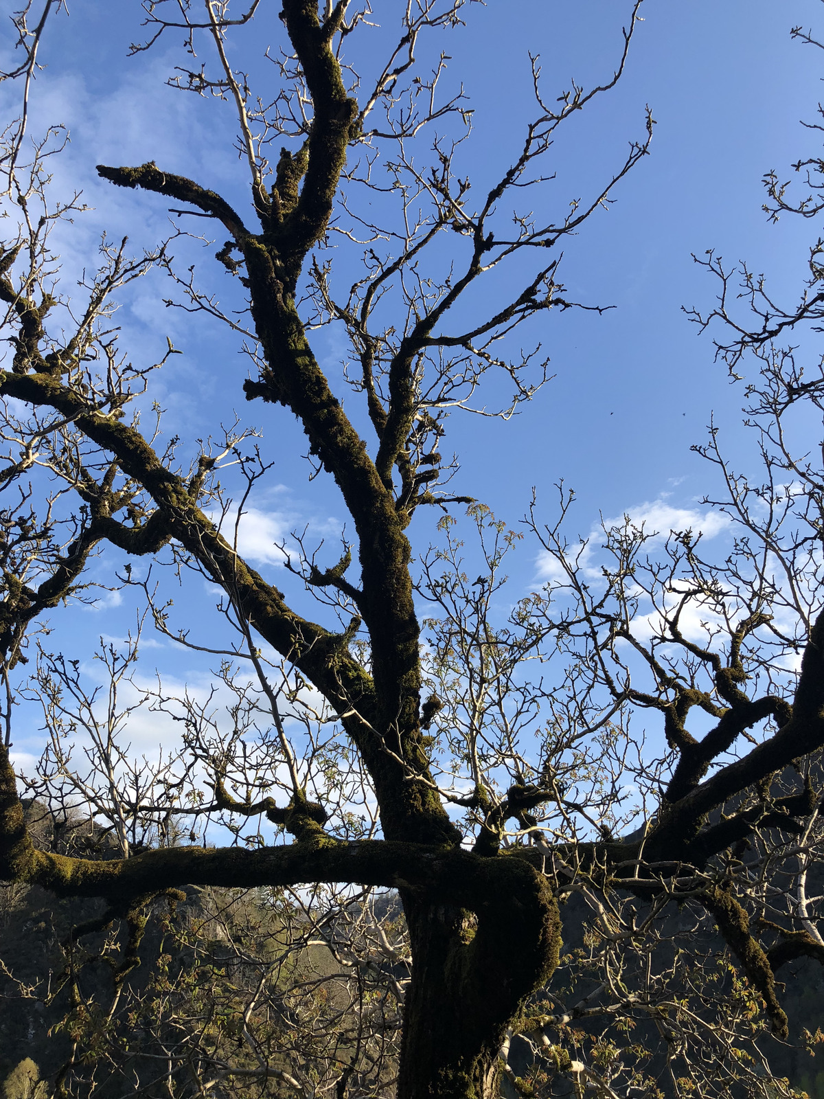 Picture France Conques 2018-04 85 - Photographer Conques