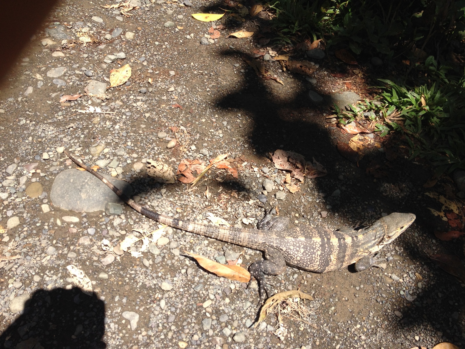 Picture Costa Rica Manuel Antonio 2015-03 267 - Sight Manuel Antonio