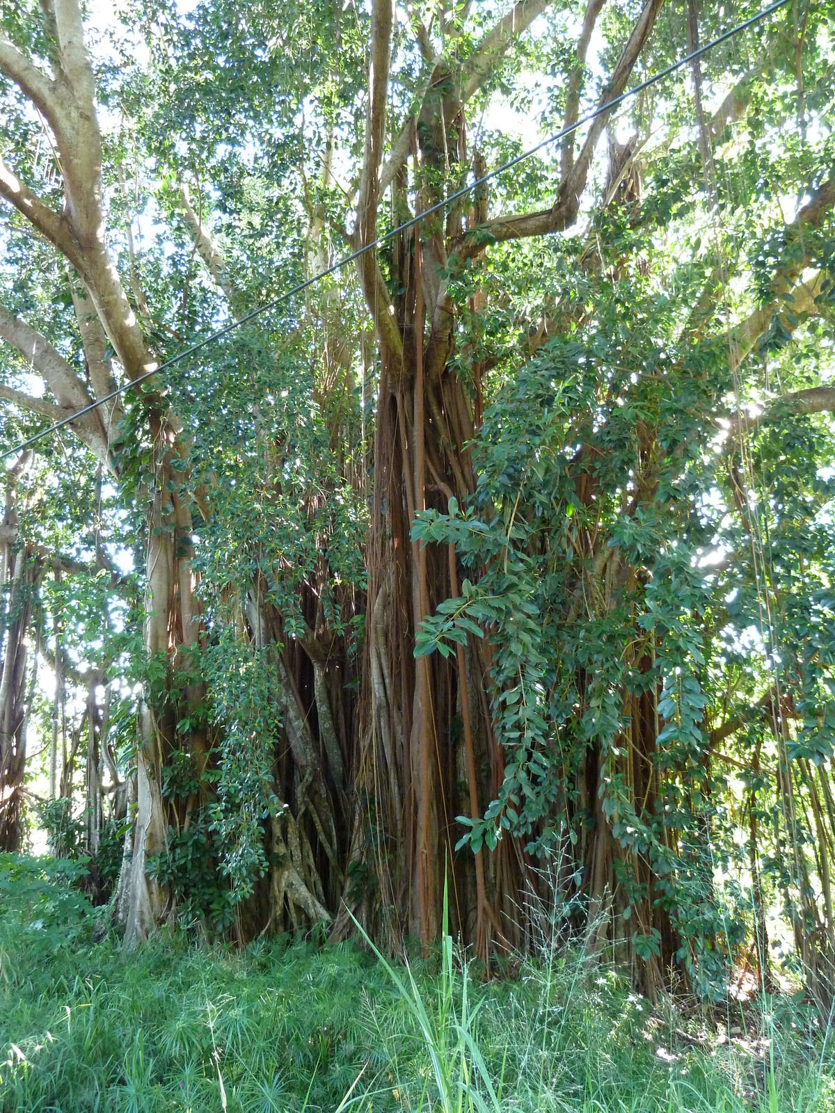 Picture New Caledonia Canala to La Foa road 2010-05 49 - Photographers Canala to La Foa road