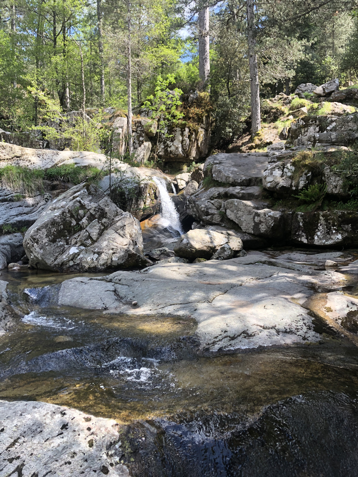 Picture France Corsica Aitone Forest 2021-06 12 - Visit Aitone Forest