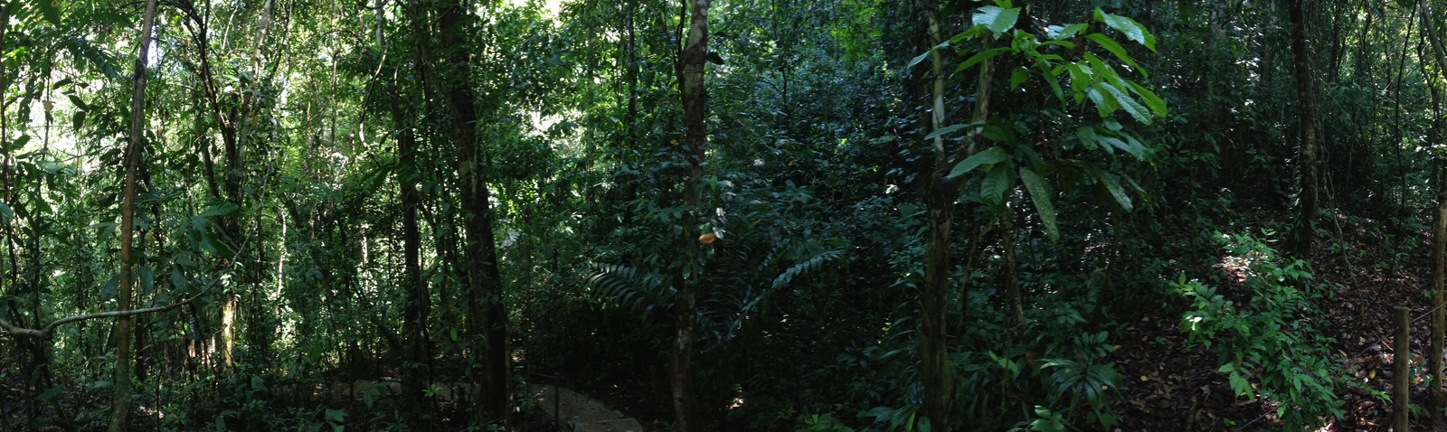 Picture Costa Rica Manuel Antonio 2015-03 83 - Perspective Manuel Antonio