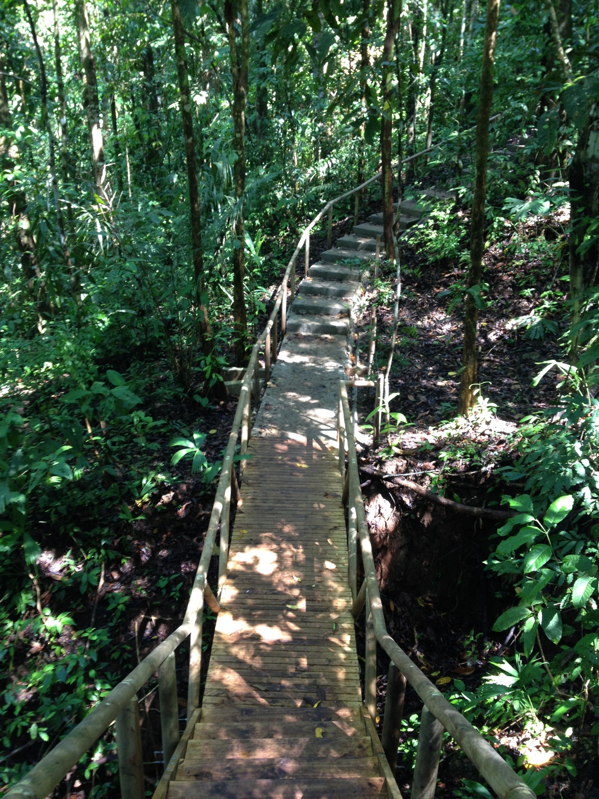 Picture Costa Rica Manuel Antonio 2015-03 139 - Picture Manuel Antonio