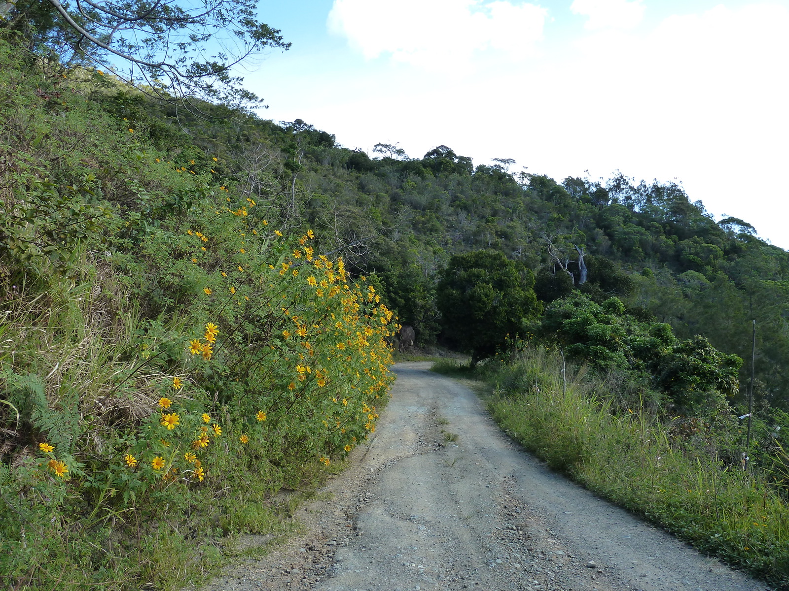 Picture New Caledonia Thio to Canala road 2010-05 63 - Randonee Thio to Canala road