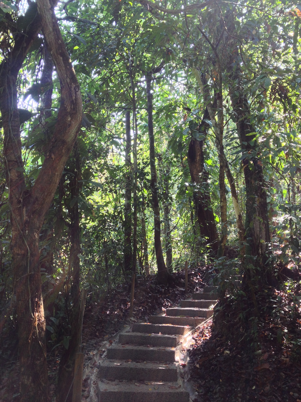 Picture Costa Rica Manuel Antonio 2015-03 507 - Flight Manuel Antonio