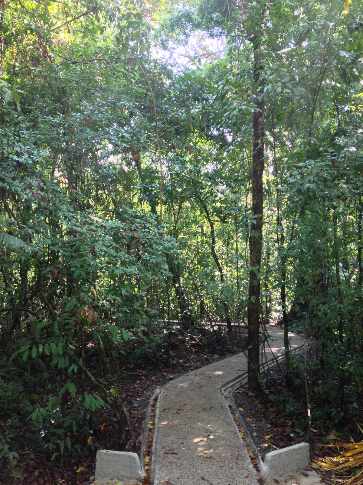 Picture Costa Rica Manuel Antonio 2015-03 138 - Photographer Manuel Antonio