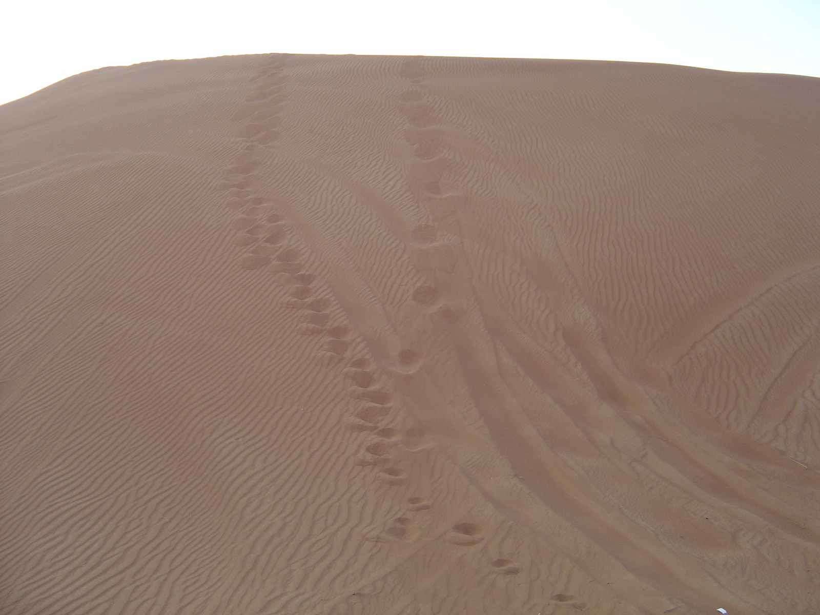 Picture United Arab Emirates Al Ain Desert 2005-11 8 - Sight Desert