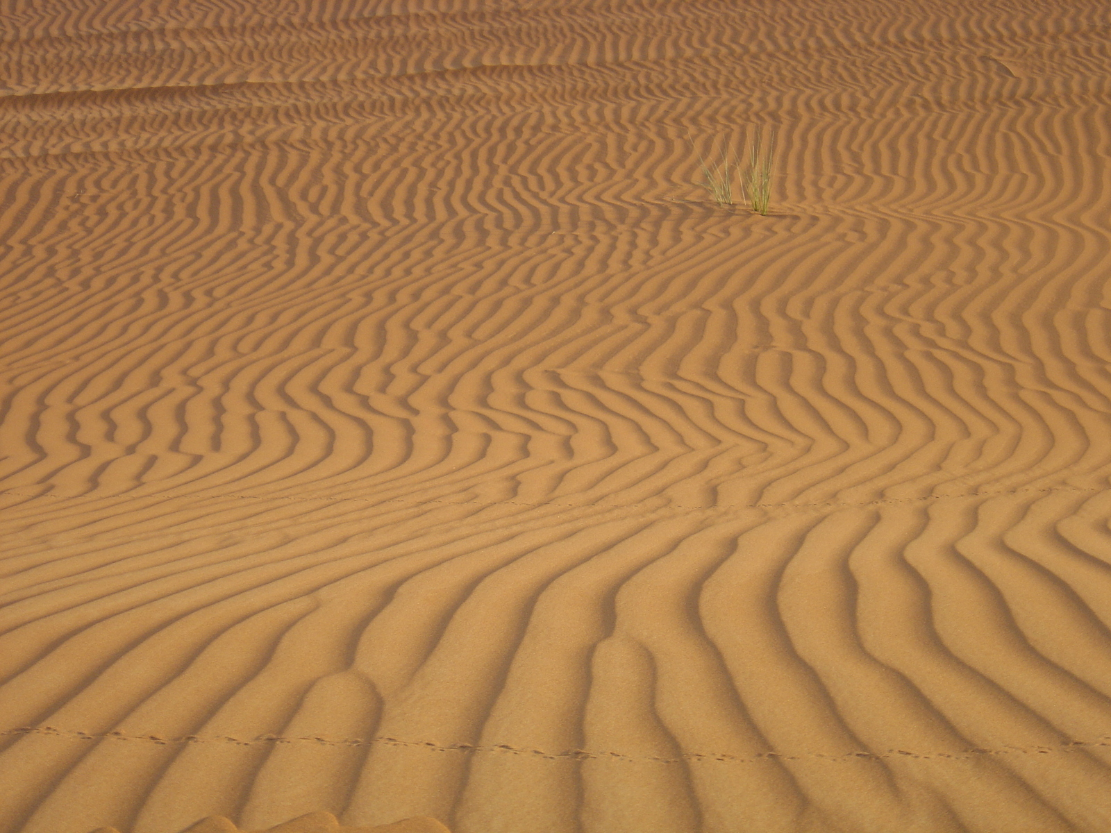 Picture United Arab Emirates Al Ain Desert 2005-11 4 - Sightseeing Desert