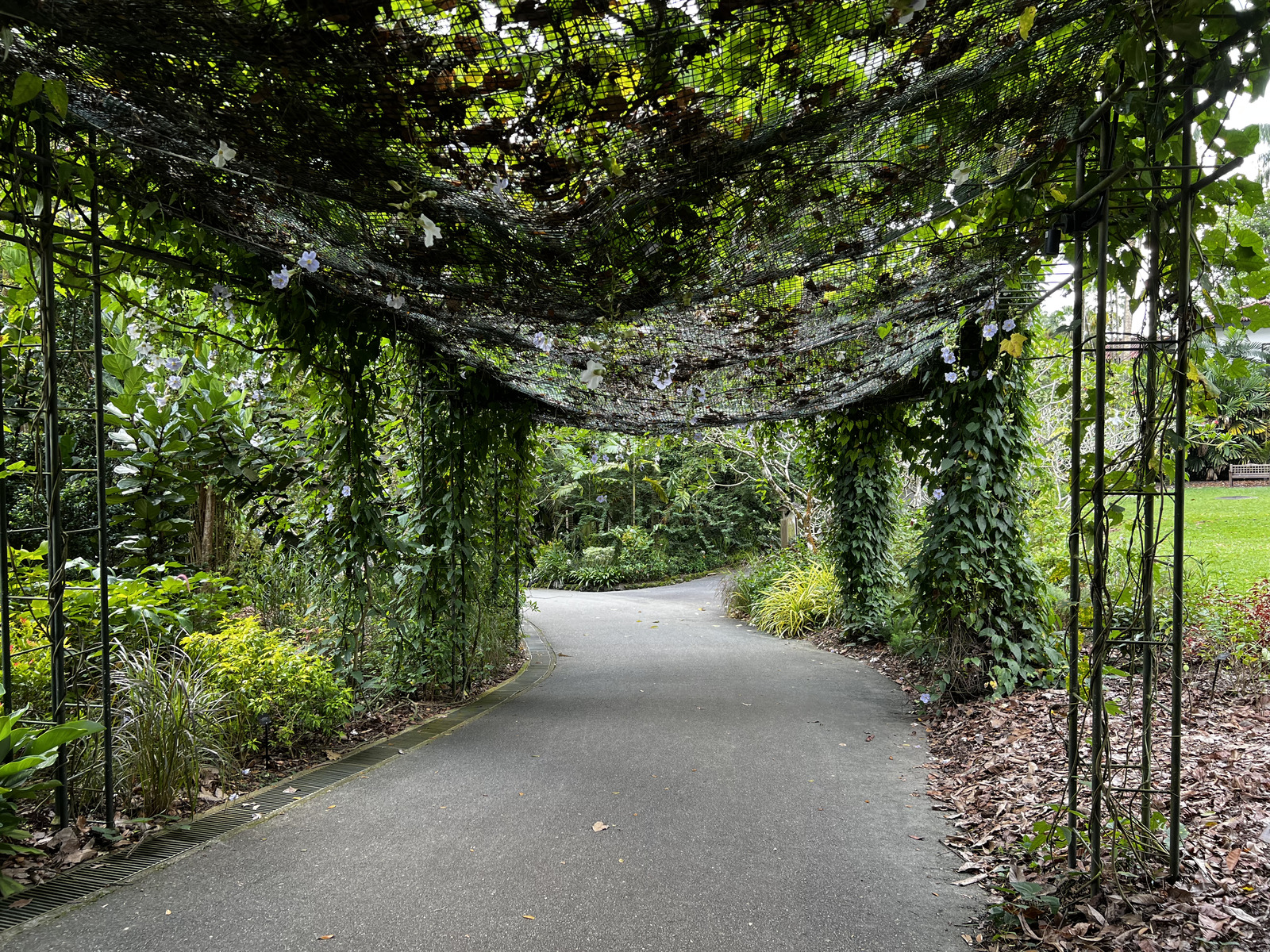 Picture Singapore Singapore Botanic Gardens 2023-01 90 - Perspective Singapore Botanic Gardens