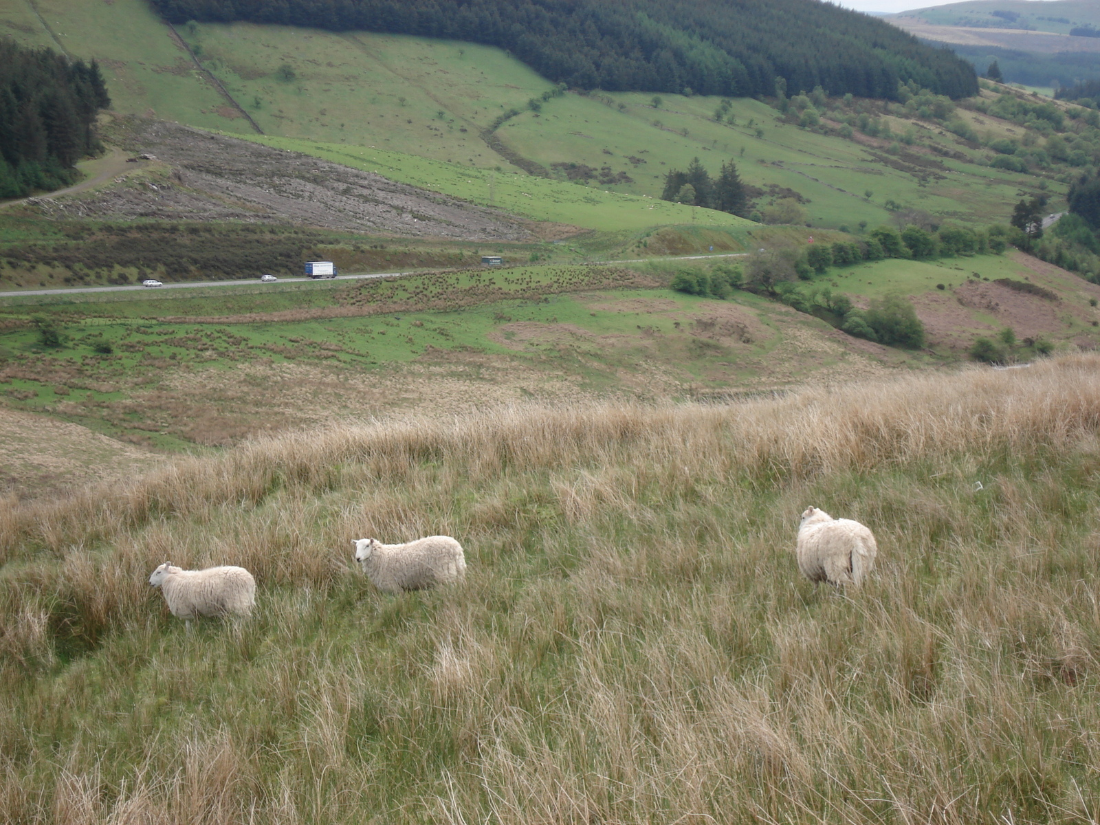 Picture United Kingdom Brecon Beacons National Parc 2006-05 92 - Picture Brecon Beacons National Parc