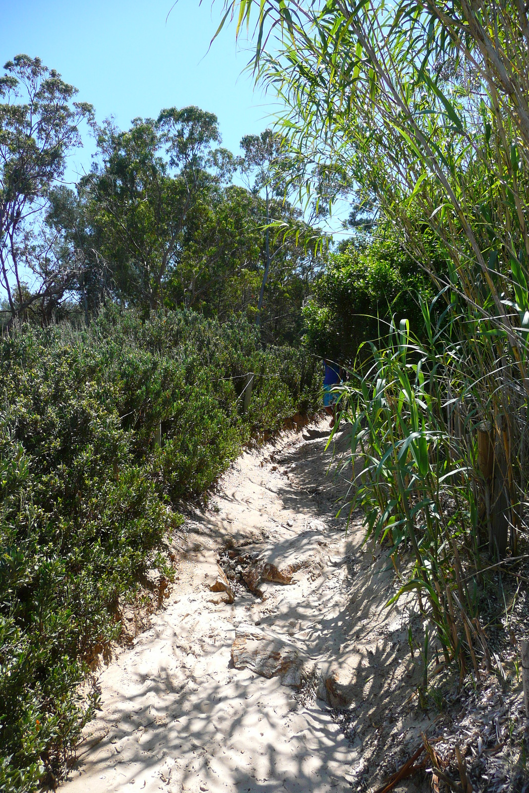 Picture France Porquerolles Island Courtade beach 2008-05 13 - Photographer Courtade beach