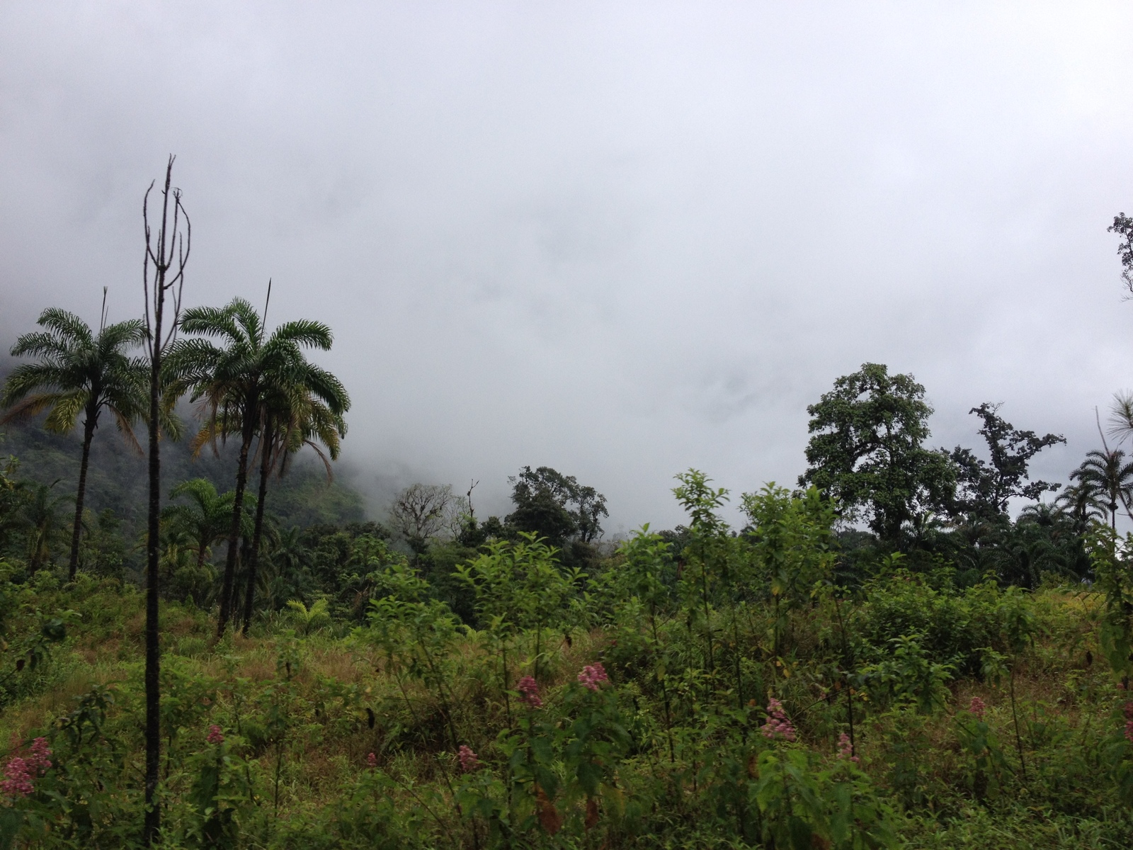 Picture Panama David to Bocas del toro 2015-03 72 - Road David to Bocas del toro