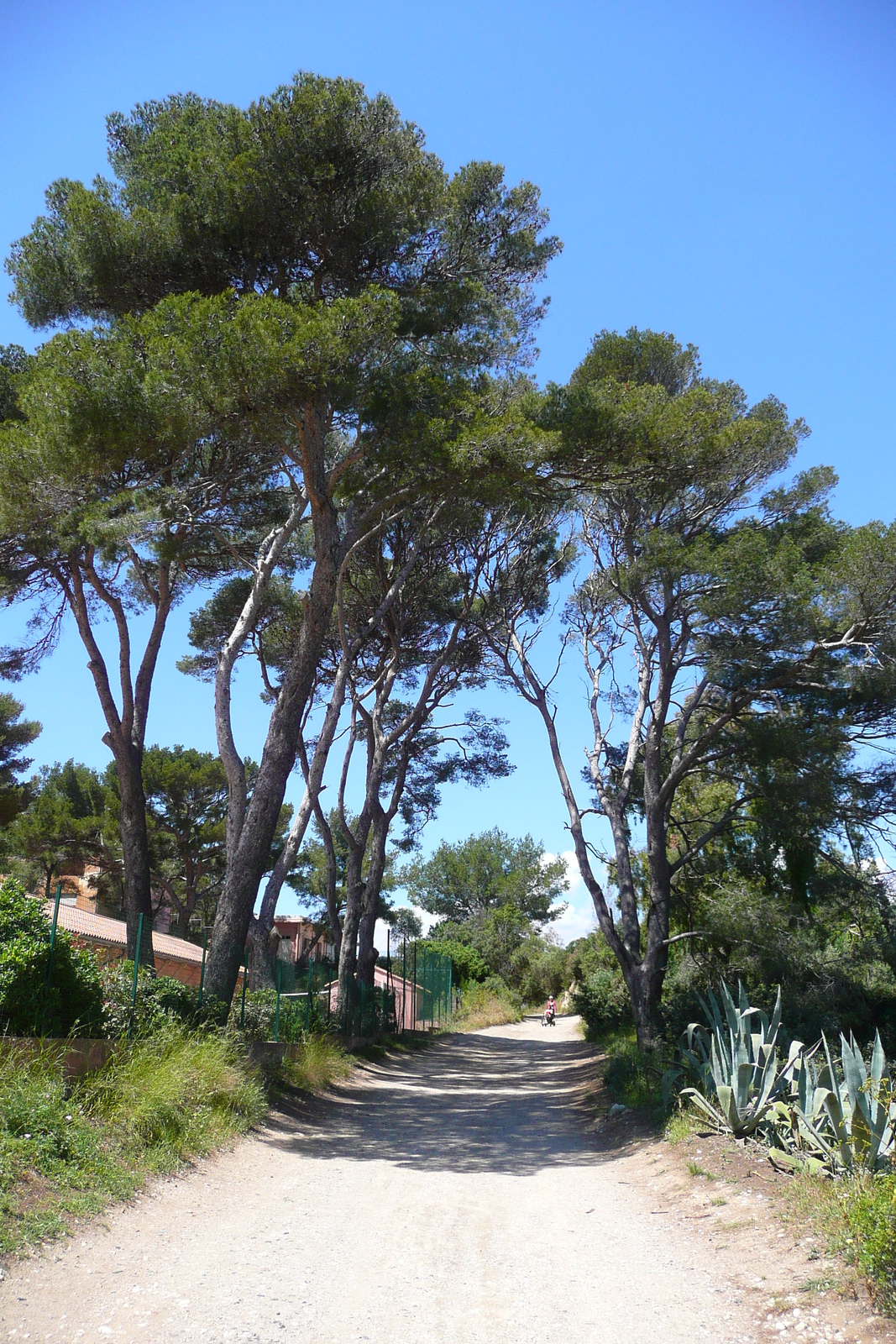 Picture France Porquerolles Island Pointe Bearlieu 2008-05 0 - Flights Pointe Bearlieu