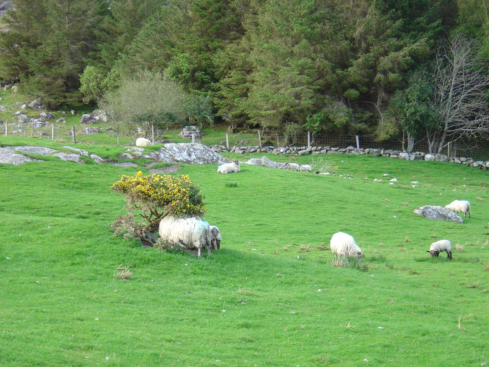 Picture Ireland Kerry Killarney National Park 2004-05 3 - Car Killarney National Park