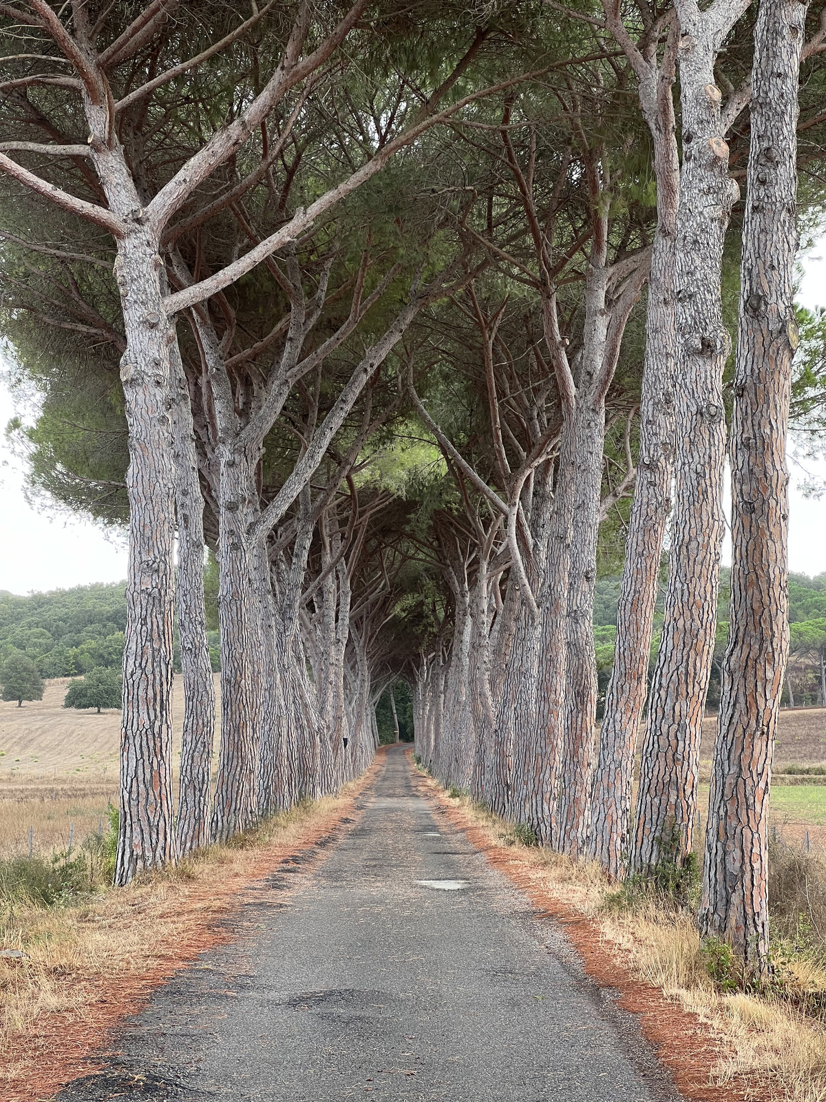 Picture Italy Tuscany 2021-09 14 - Photo Tuscany