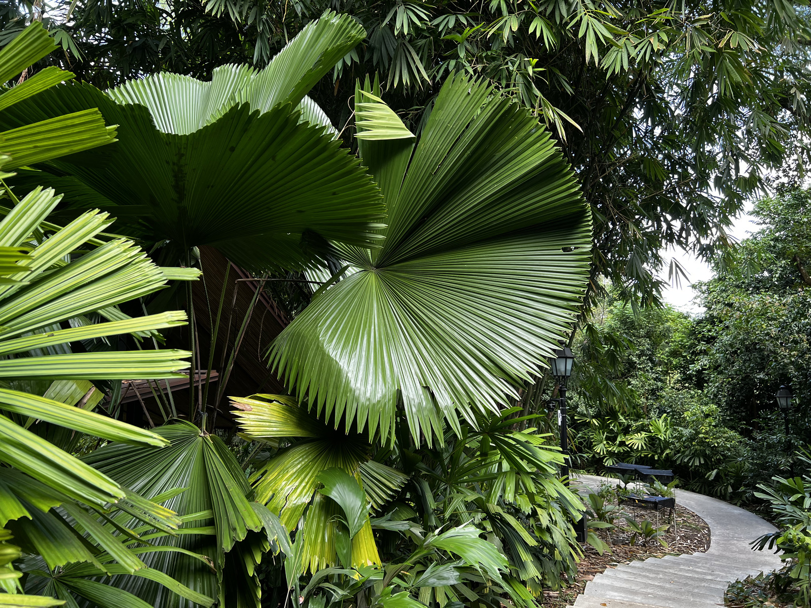 Picture Singapore Singapore Botanic Gardens 2023-01 21 - Travels Singapore Botanic Gardens