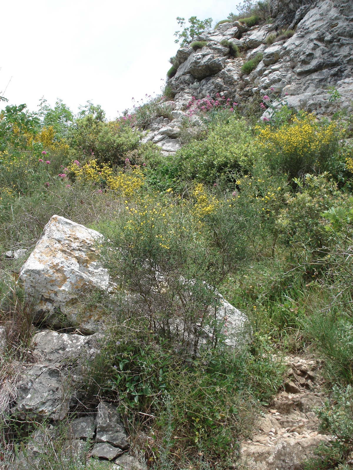 Picture France Vence Baou 2006-06 93 - Trail Baou